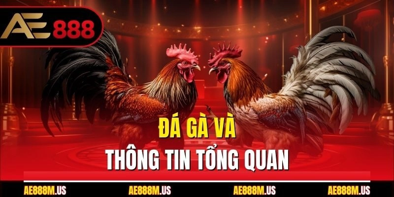 Đá gà và thông tin tổng quan
